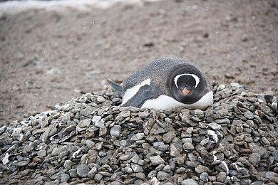 Steam新游周报：鸭子版塔科夫登场！