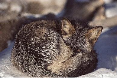 马桶人入侵《PUBG》，勇闯破镜米拉玛 